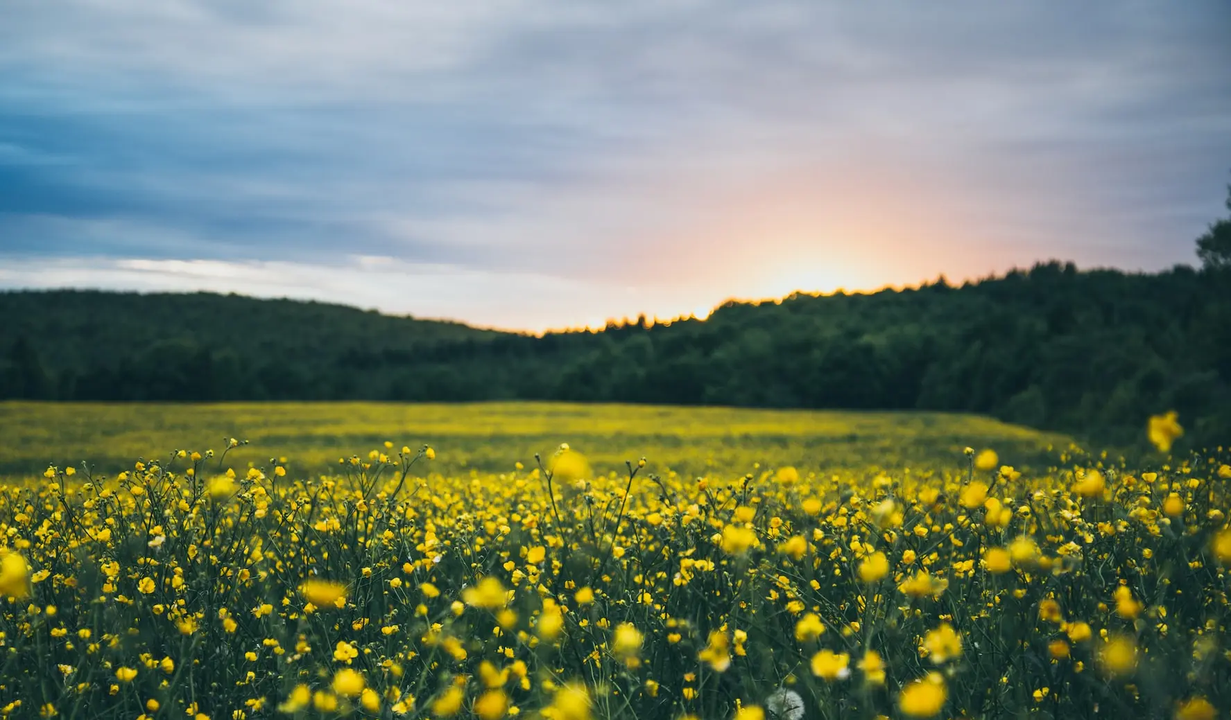 yellow clustered flowers