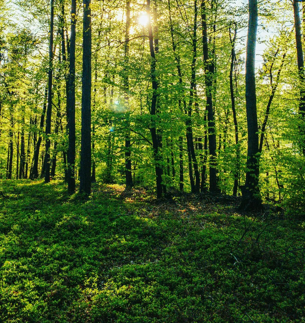 green trees under blue sky during daytime